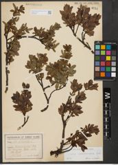 Foto von Salix waldsteiniana Willd.